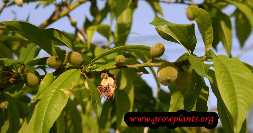Growing Peach tree