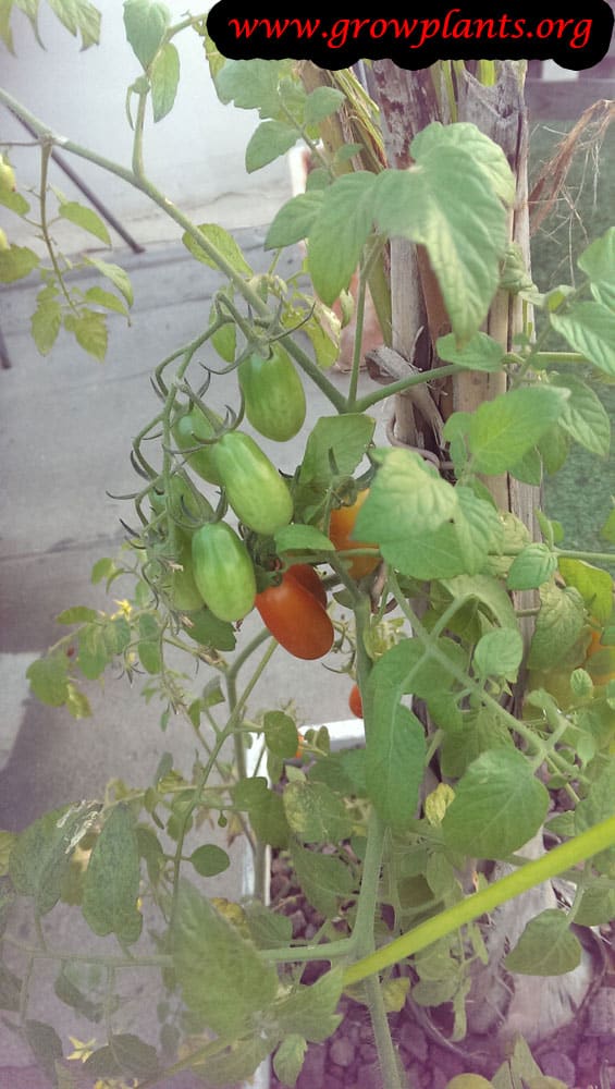 Pear tomato - How to grow & care