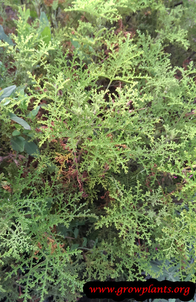 Pelargonium denticulatum