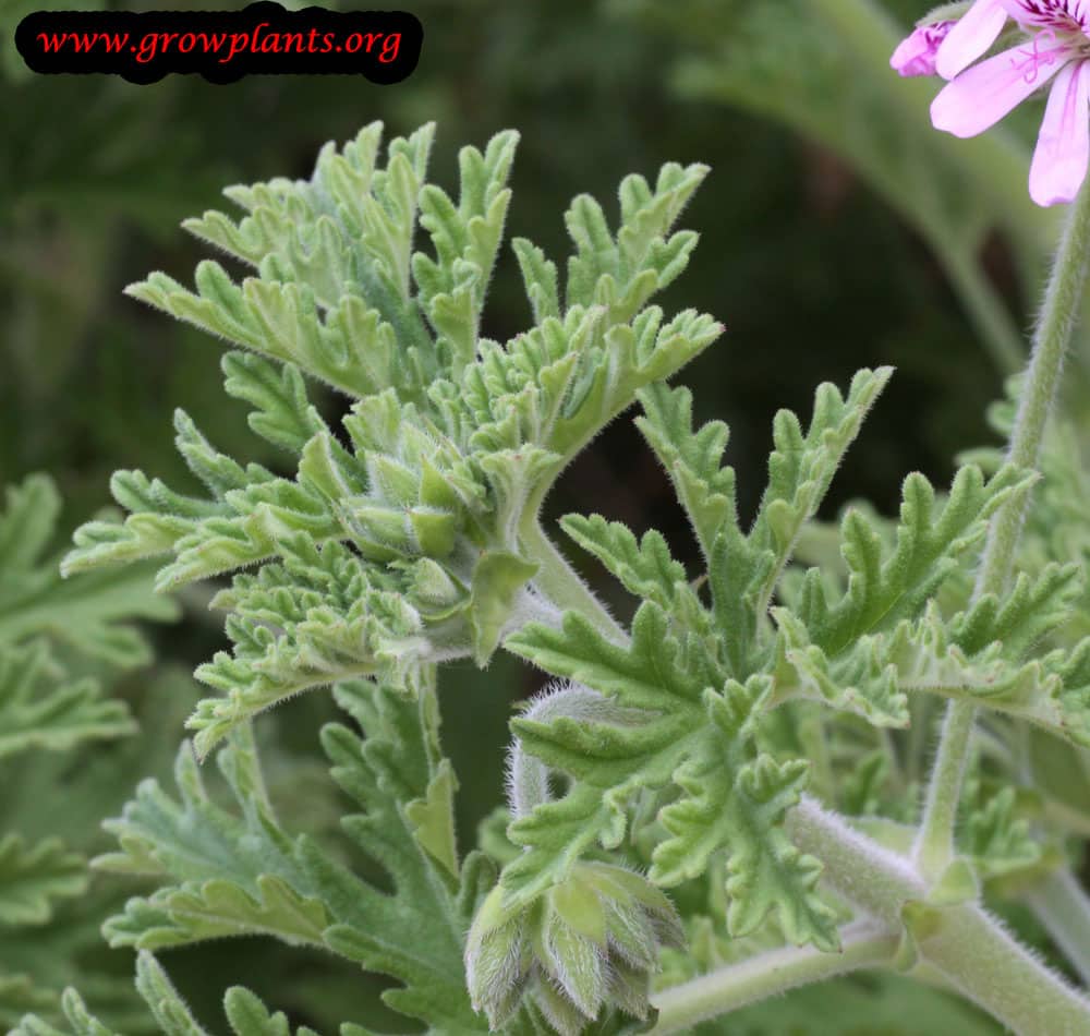 Pelargonium graveolens