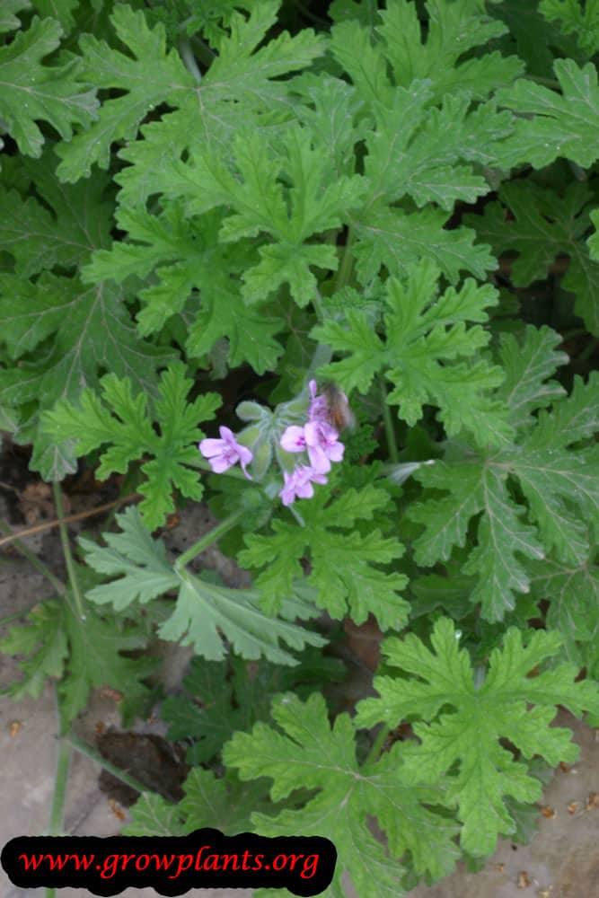 Pelargonium graveolens How to grow &amp; care