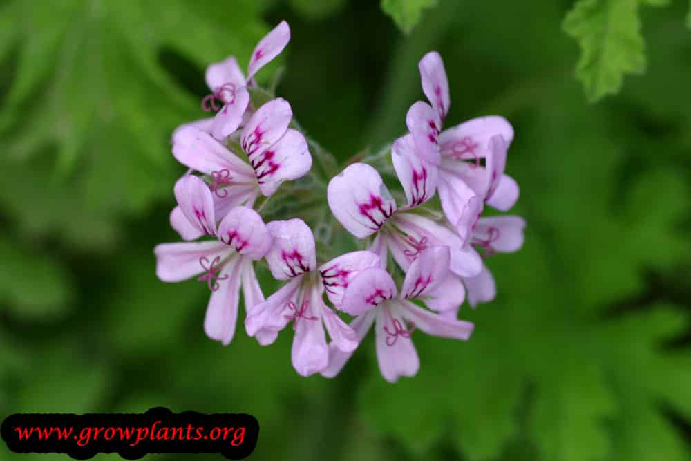 Pelargonium graveolens plant care