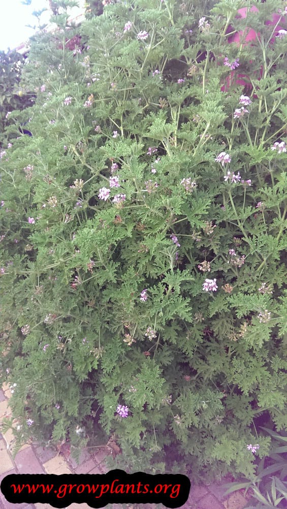 Rose Geranium plant care