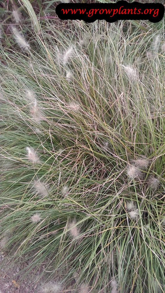 Pennisetum setaceum How to grow plants