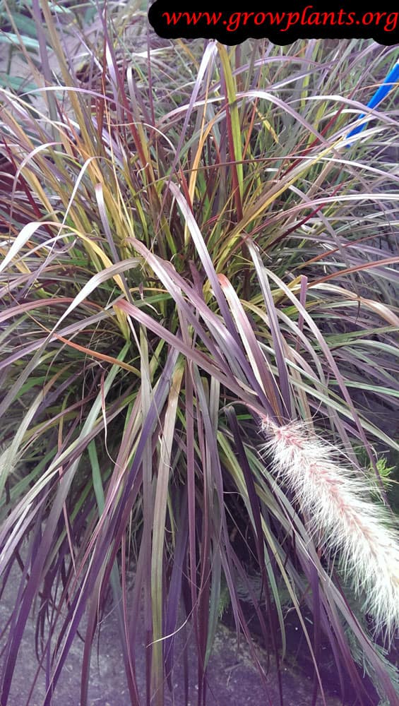 Pennisetum setaceum care