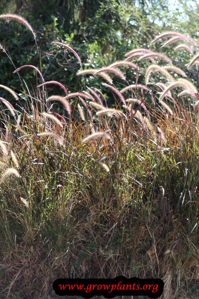 Pennisetum setaceum flowers