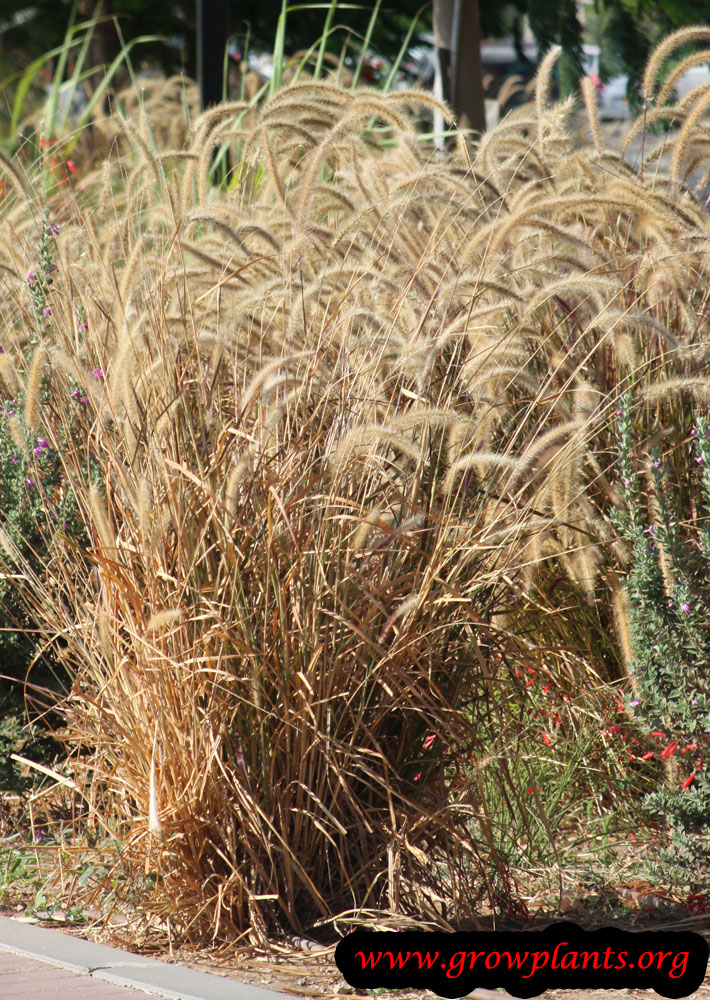 Pennisetum setaceum How to grow plants