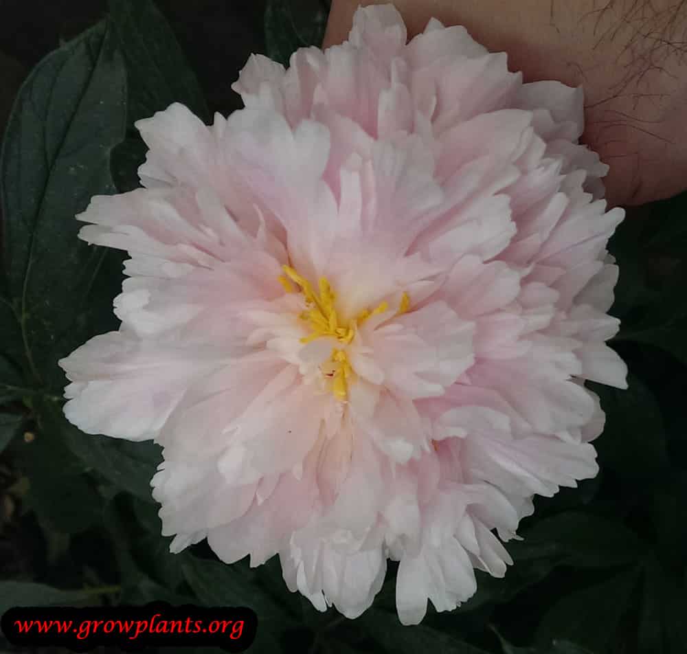 Growing Peony flower