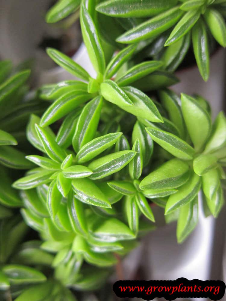 Peperomia dolabriformis