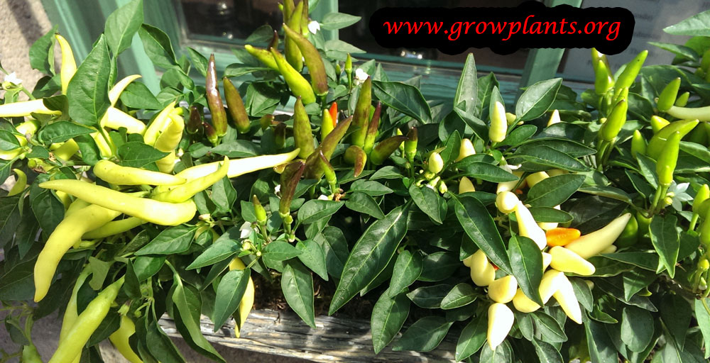 Pepper plants