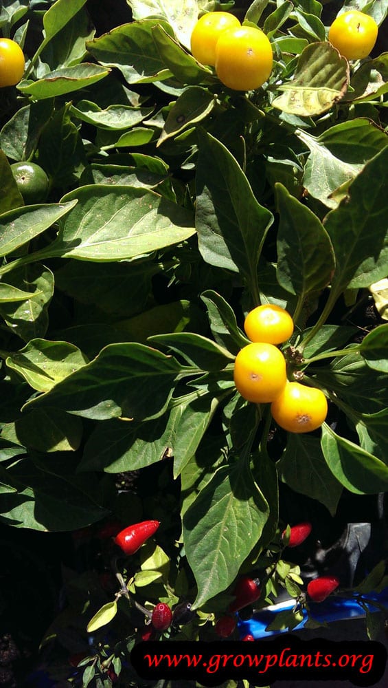 Growing Pepper plants