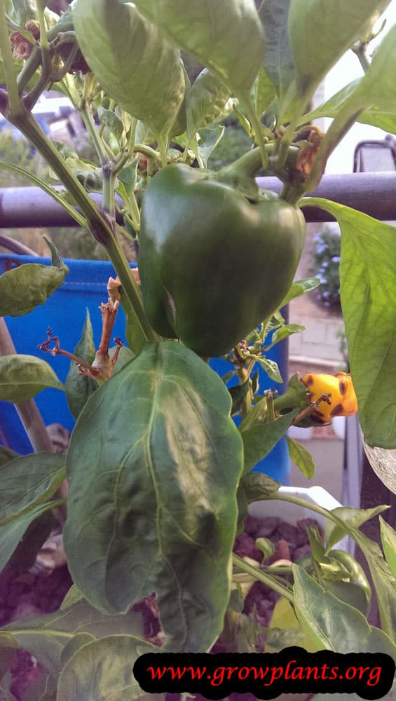 Pepper plant all need to know to grow