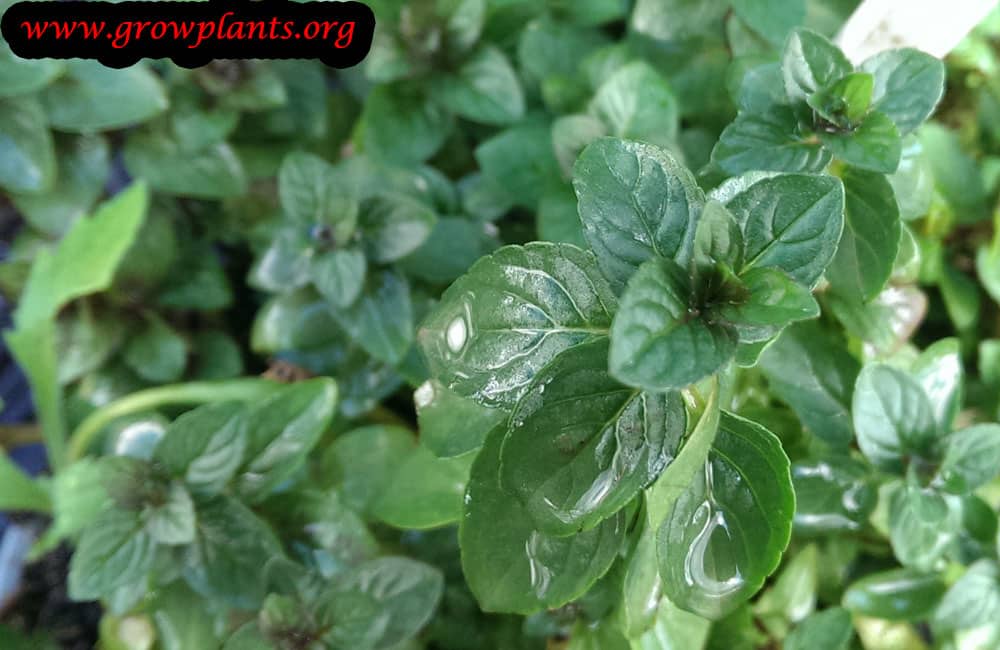 Peppermint plant How to grow &amp; care