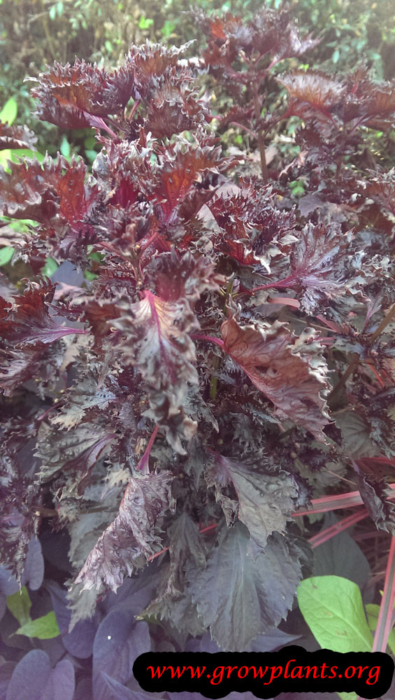 Perilla plant How to grow &amp; care