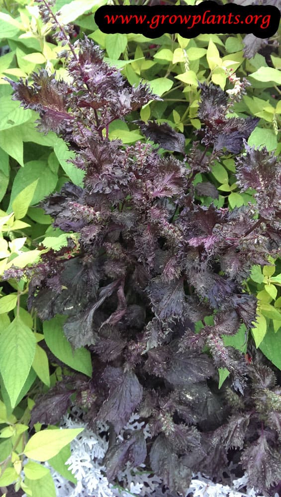 Perilla plant care