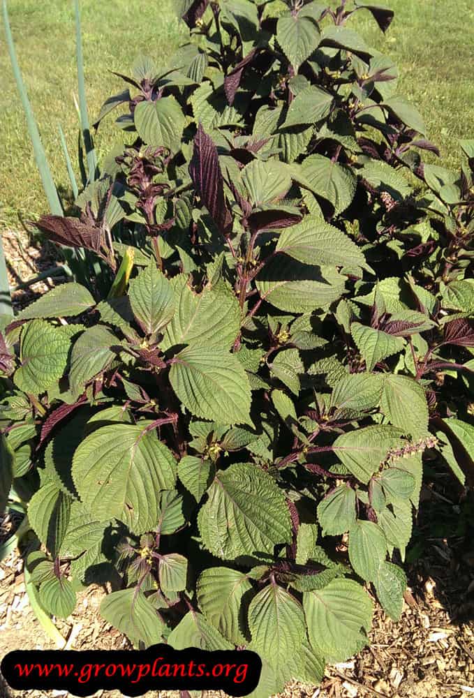 Growing Perilla plant