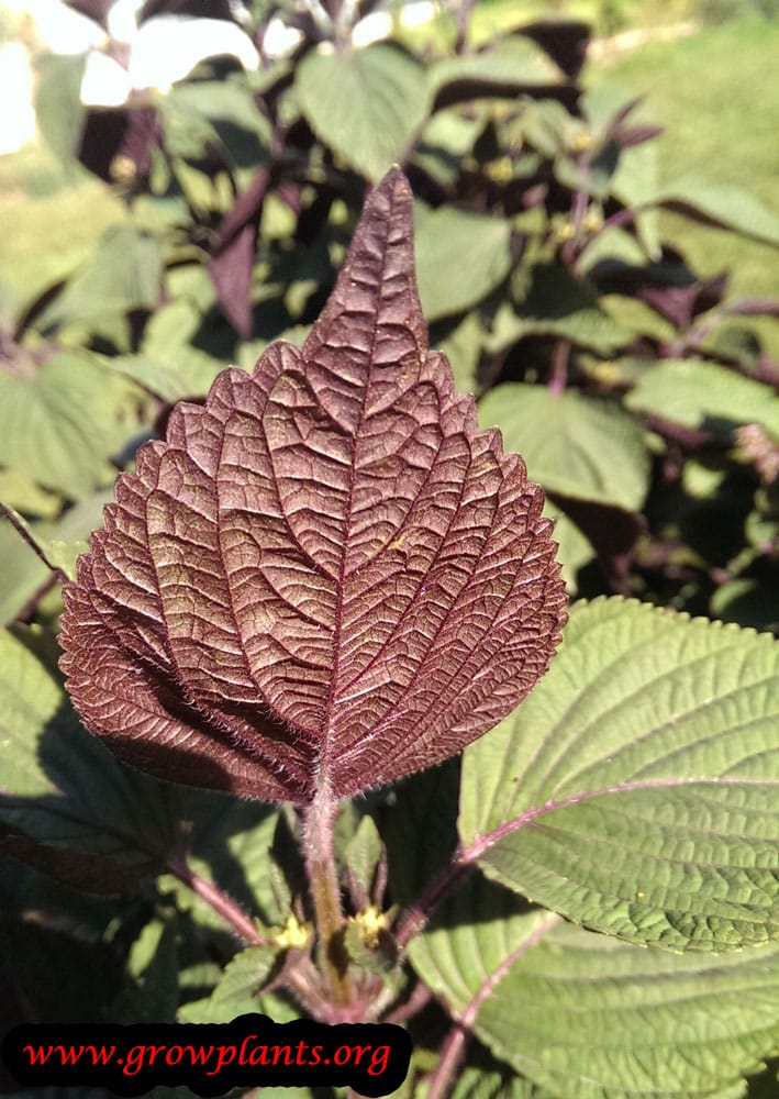 Perilla plant How to grow &amp; care