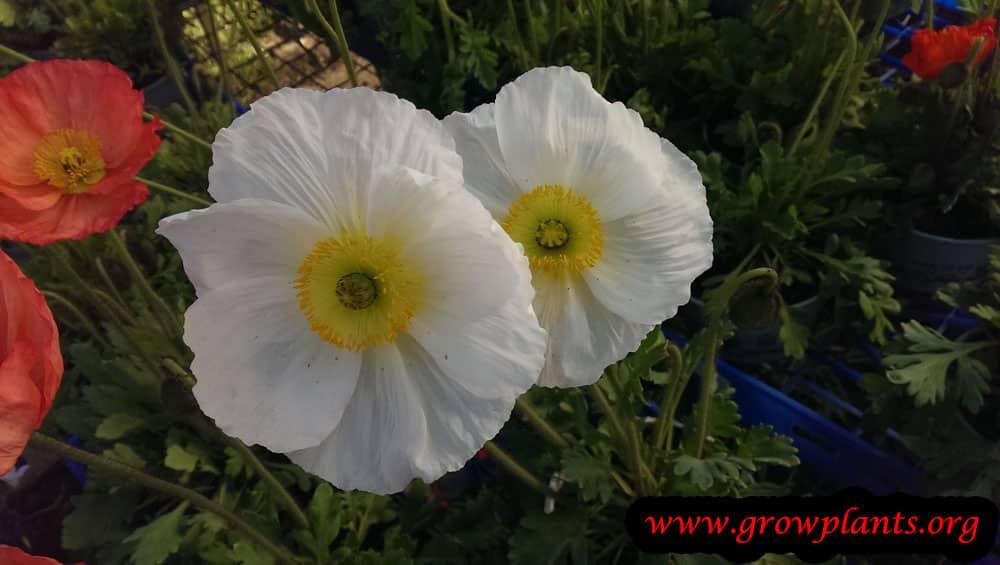 Persian buttercup white flowers