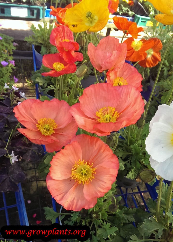 Persian buttercup orange flowers