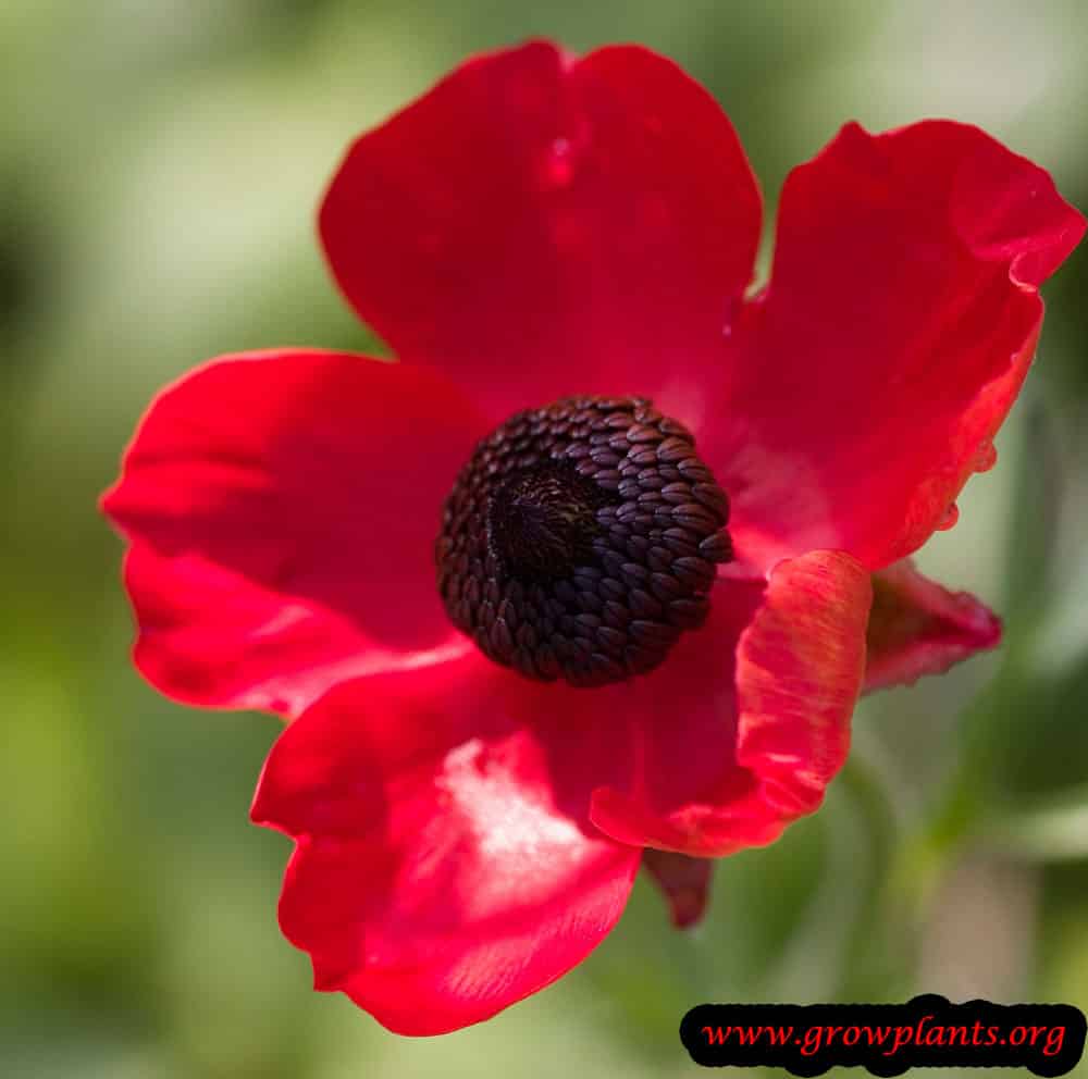 Persian buttercup red flowers