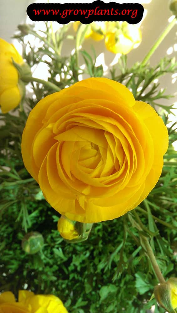 Persian buttercup yelloe flowers