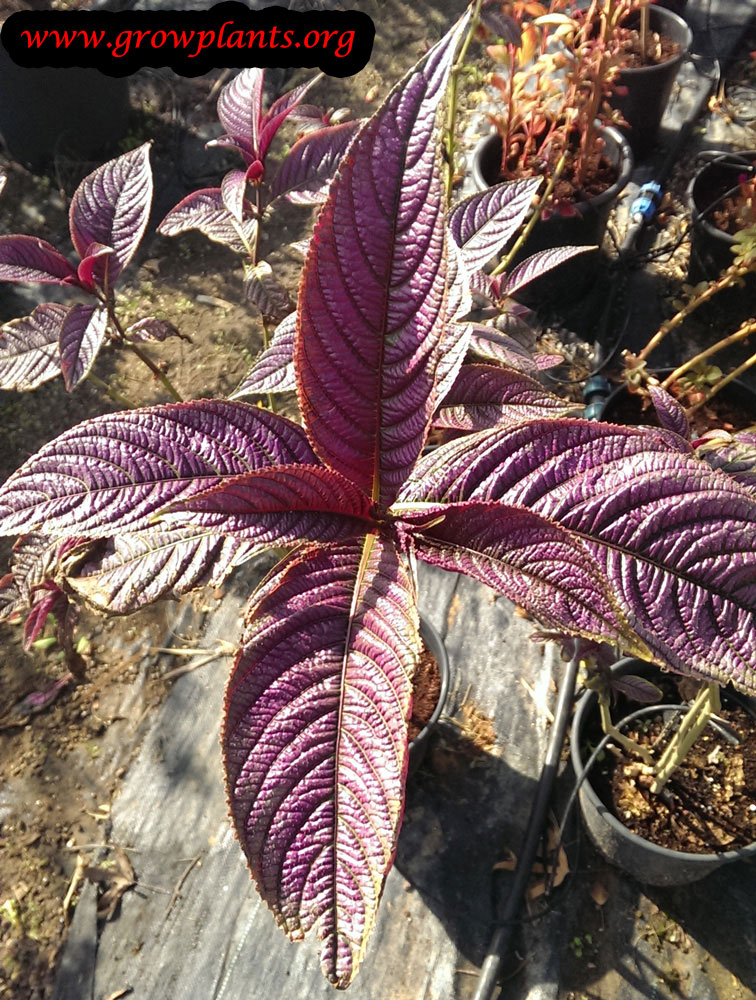 Persian shield plant