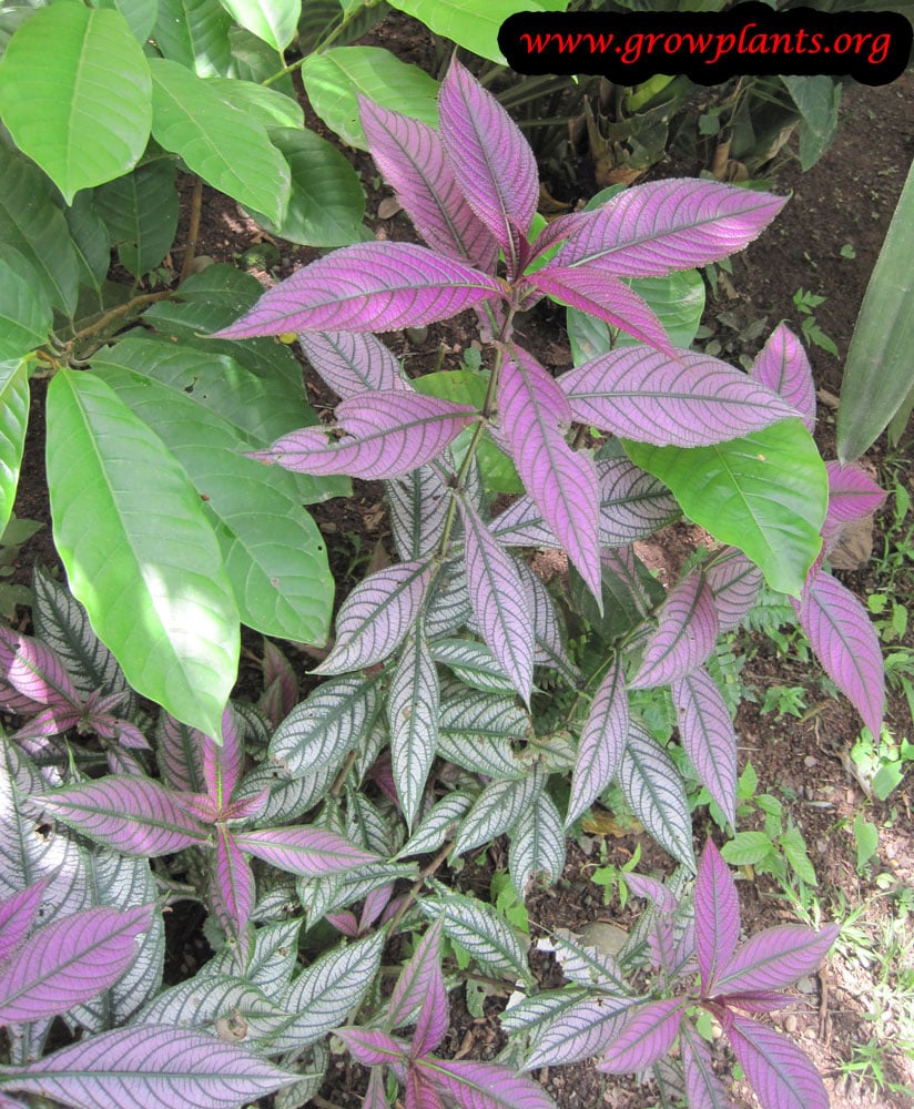 Persian shield plant care