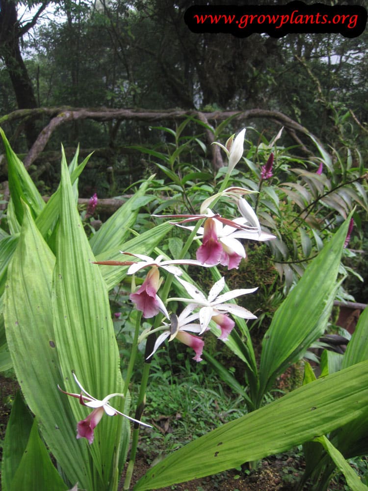 Phaius How to grow plants