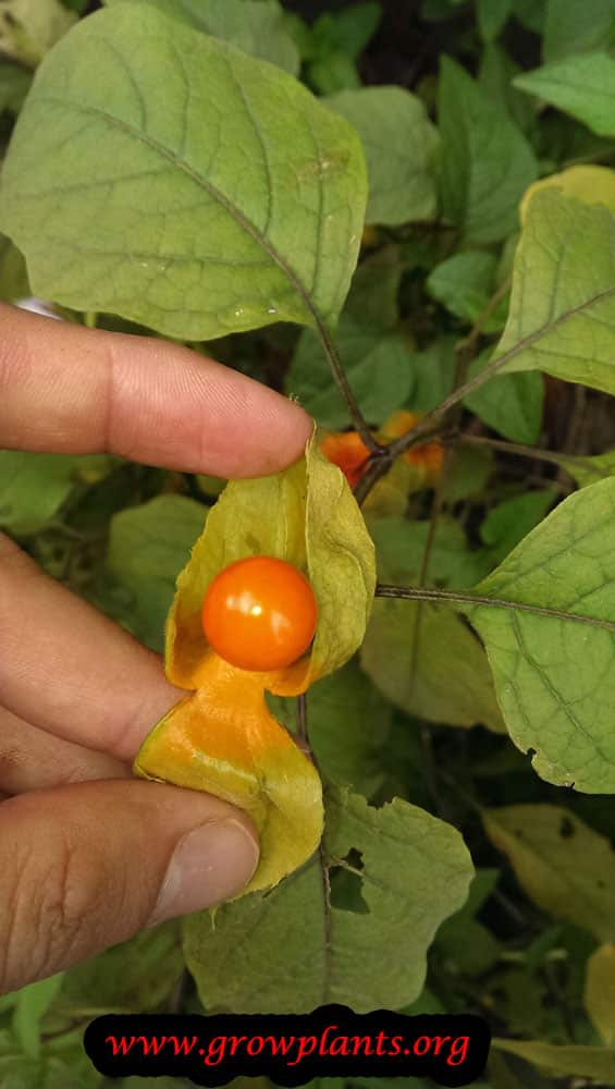 Physalis alkekengi - How to grow & care