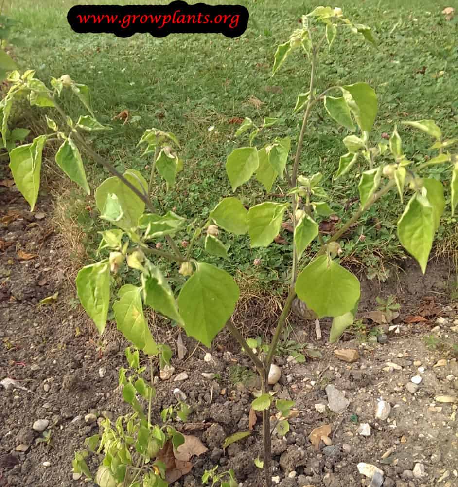 Physalis angulata