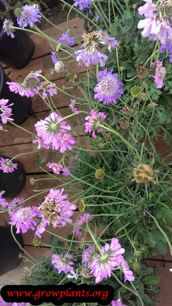 Pincushion flower