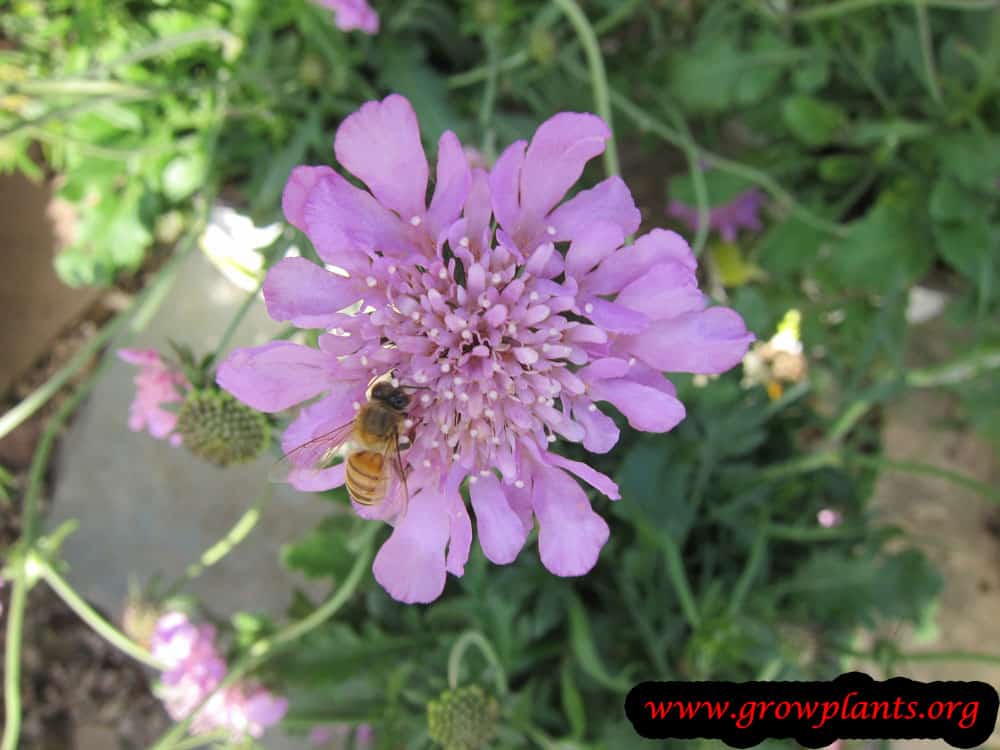 Pincushion flower plant care