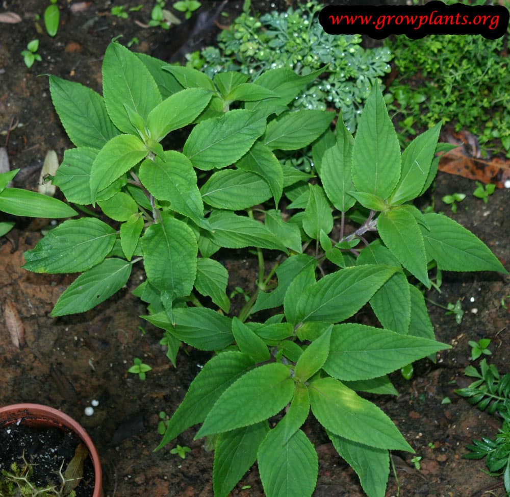 Pineapple sage