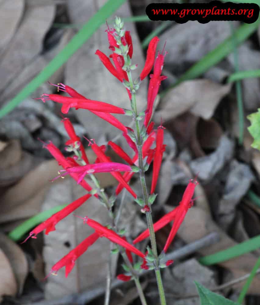 Pineapple sage How to grow plants