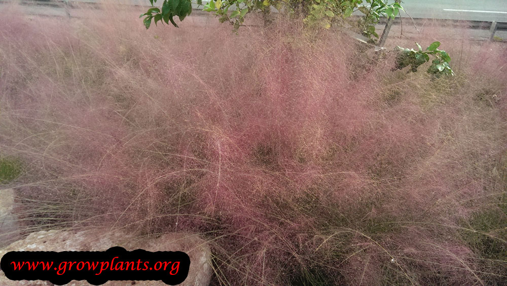 Pink muhly grass How to grow & care
