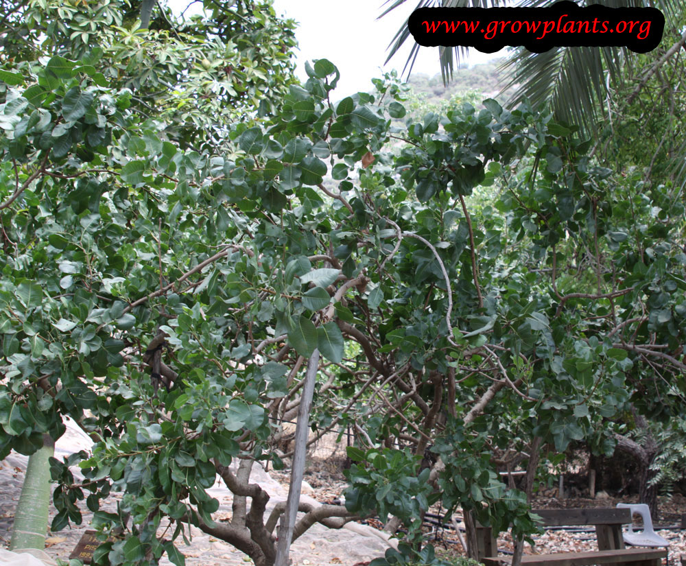 Pistachio tree How to grow & care