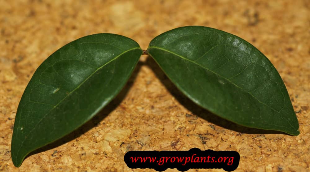 Pitanga tree leaves