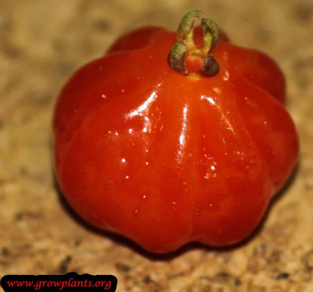 Harvest Pitanga tree fruits