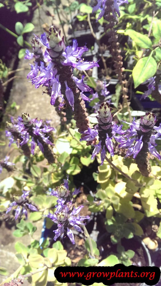 Plectranthus neochilus