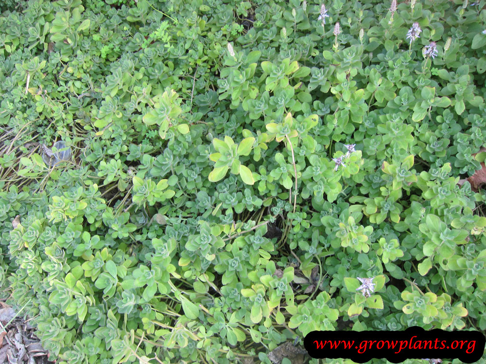 Plectranthus ornatus