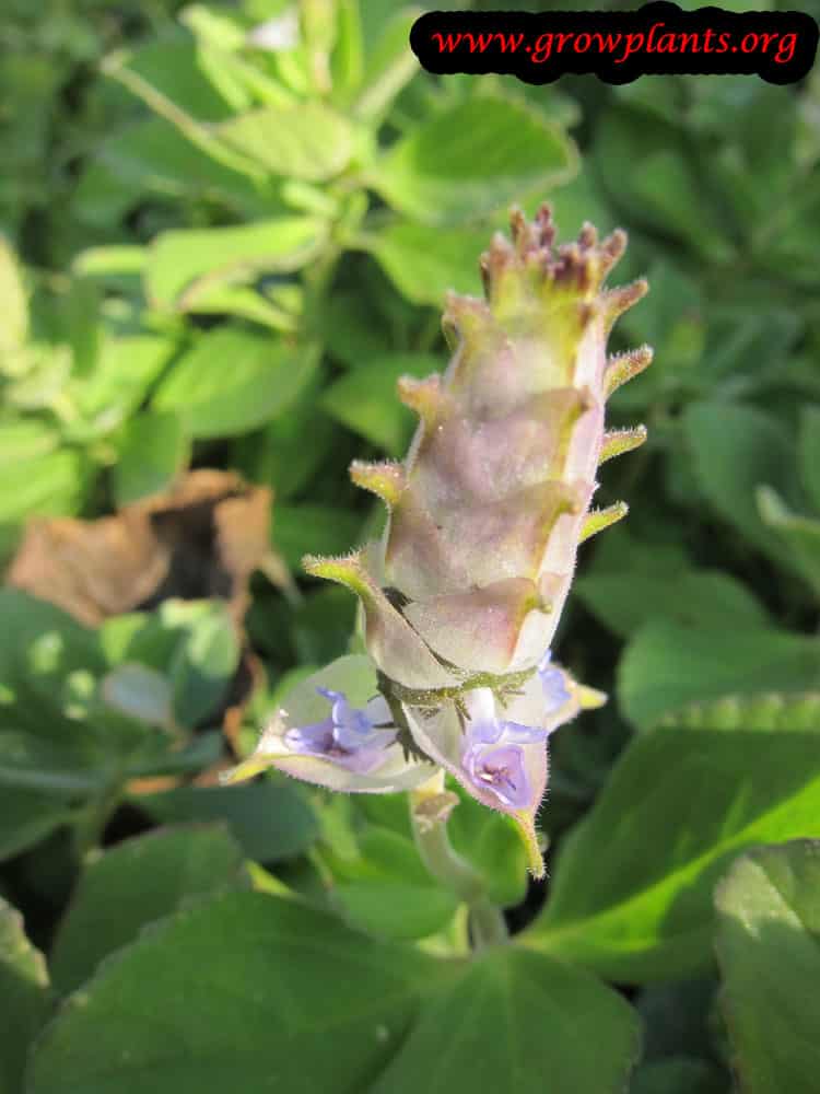 Plectranthus ornatus flower