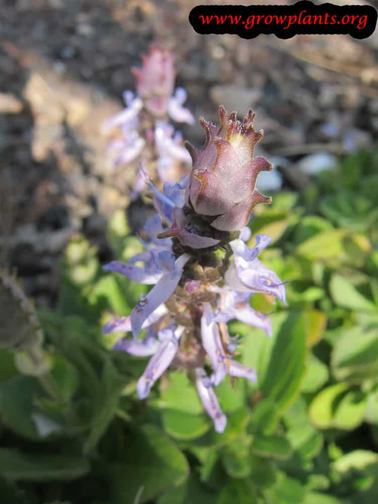 Growing Plectranthus ornatus flower