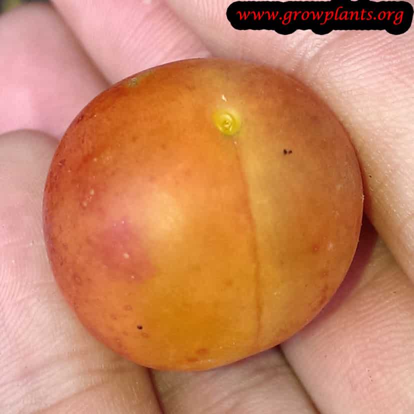 Harvest Plum fruit