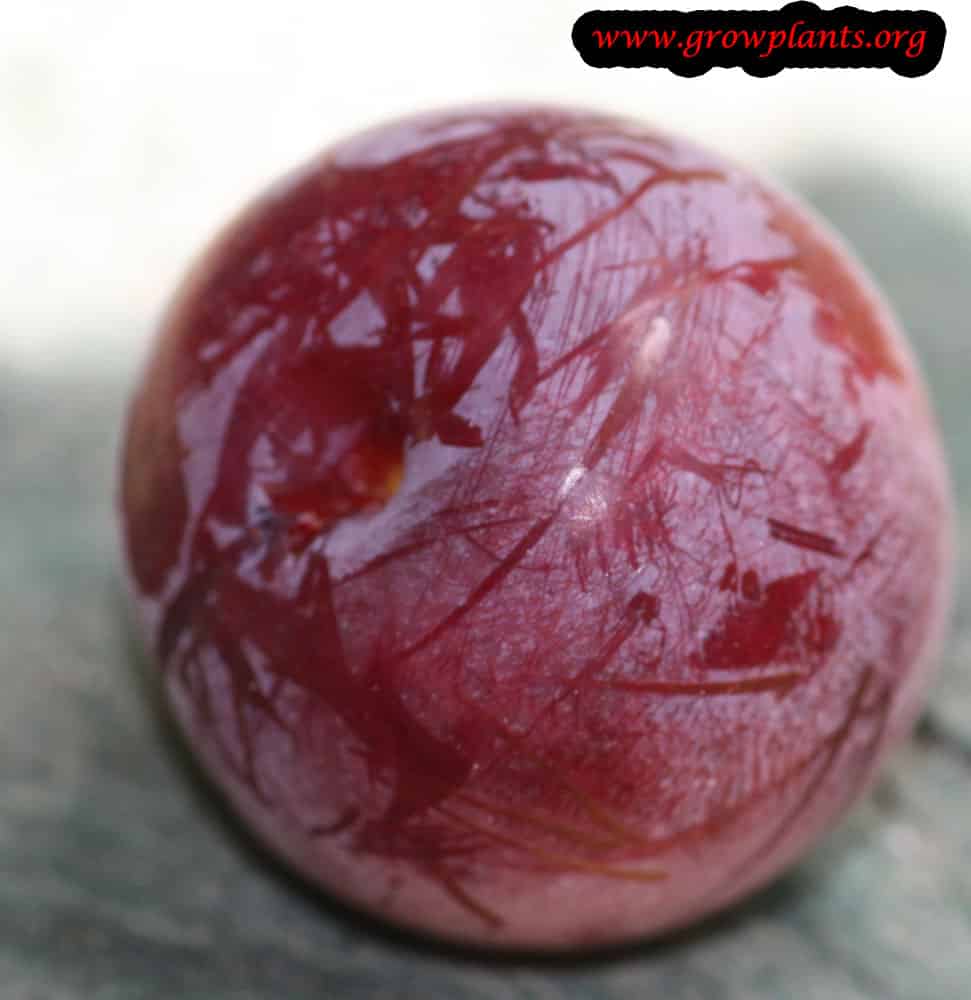 Harvest red Plum fruit