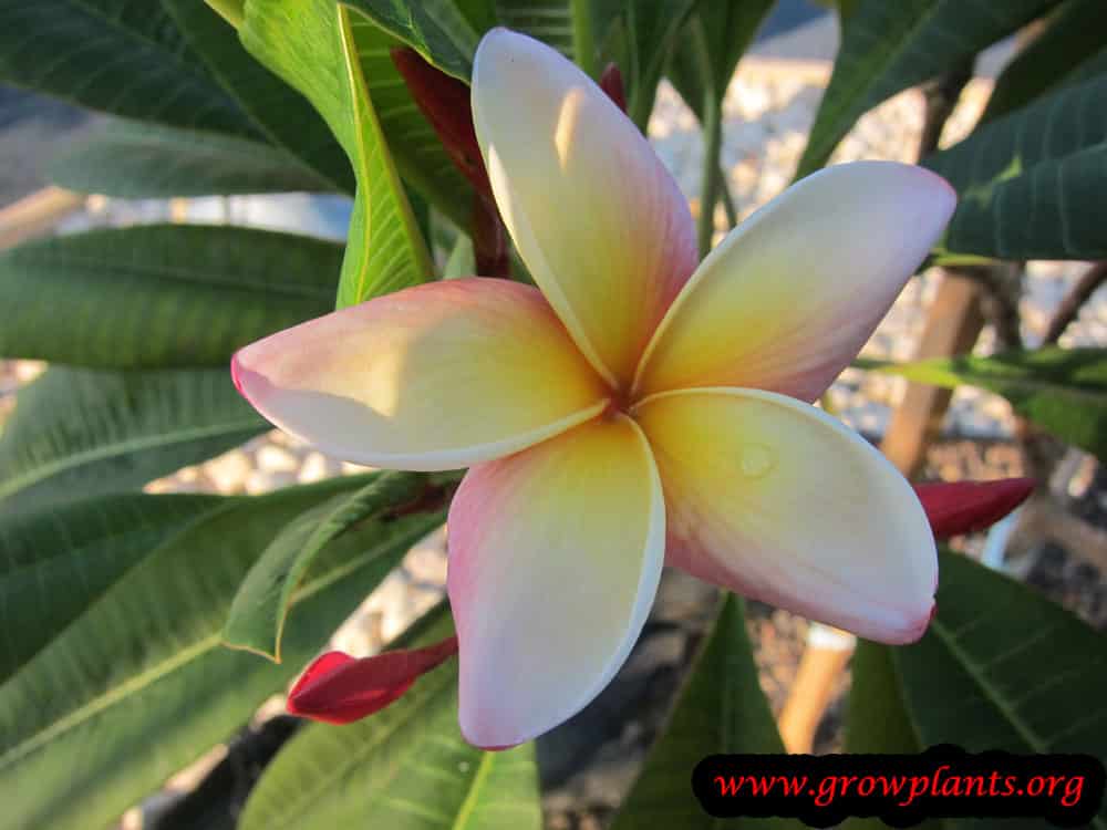 Plumeria rubra flower