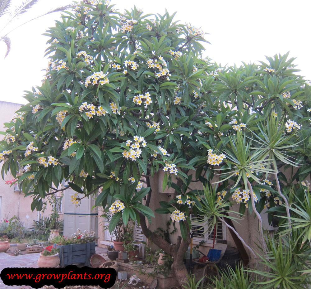 Plumeria rubra tree