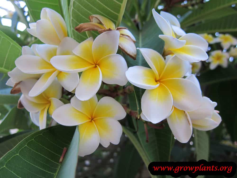 Growing Plumeria rubra