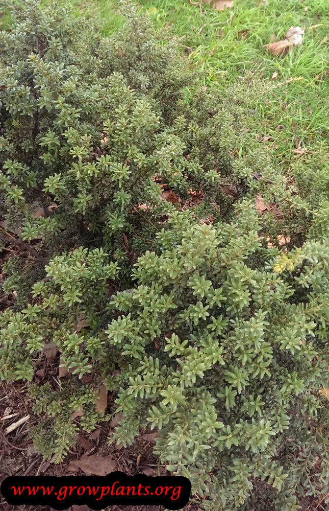 Podocarpus