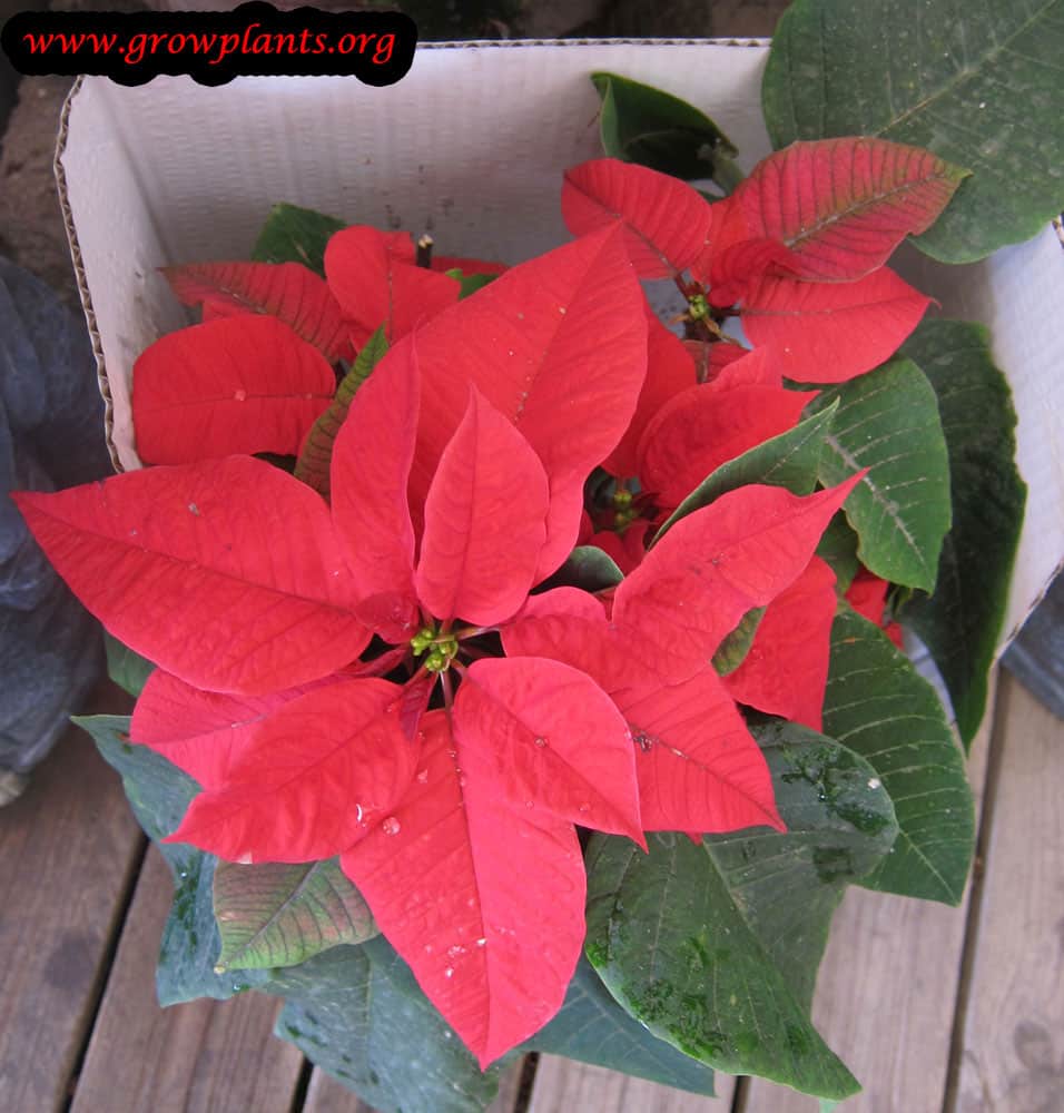 Poinsettia How to grow plants