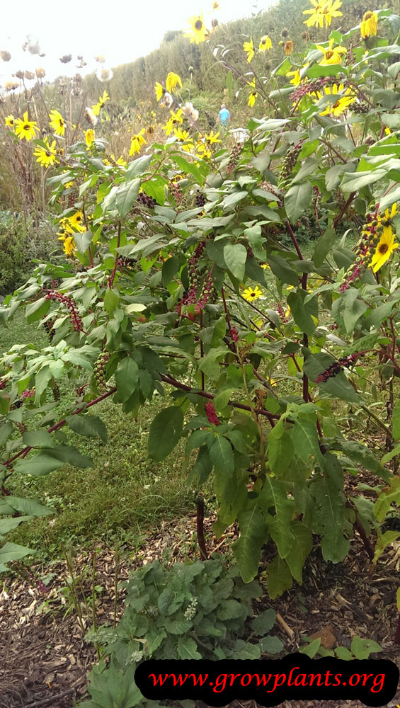 Pokeweed plant care